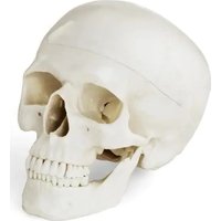 PHY-SK-4 Physa