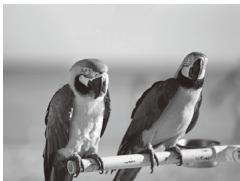 CANON POWERSHOT SX50 HS - Photographiez ou filmez. - 1