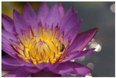 CANON EOS 1200D - Conseils de prise de vue - 5