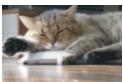 CANON EOS 1200D - Impression - 5