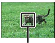 SONY NEX-6 - Tracking Focus - 1