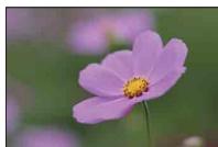SONY NEX-6 - Shooting macro photos - 3