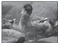 FUJIFILM FINEPIX XP100 - Correction de l'exposition - 2