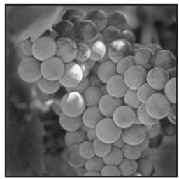 ADOBE PHOTOSHOP 7 - Pour définir la trame de demi-teintes d'une image en mode bitmap : - 1