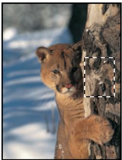 ADOBE PHOTOSHOP 7 - Génération des motifs - 1