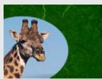 ADOBE PREMIERE 6 - Cache de piste - 1