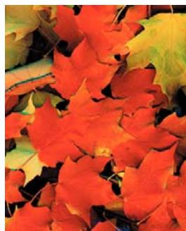 ADOBE ACROBAT 8 PROFESSIONAL - A propos des séparations - 1