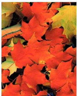 ADOBE ACROBAT PRO 9.0 - A propos des séparations - 1