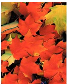 ADOBE ACROBAT XI - A propos des séparations (Acrobat Pro) - 1