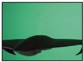 ADOBE AFTER EFFECTS CS4 - Effet Masquage par plage de couleurs - 1