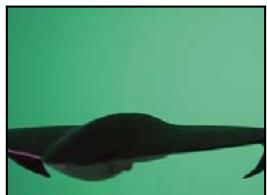 ADOBE AFTER EFFECTS CS5 - Effet Masquage par plage de couleurs - 1