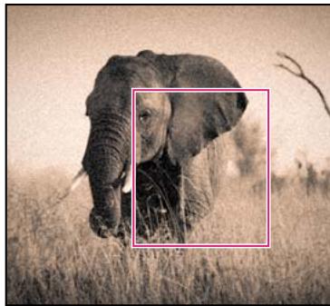 ADOBE CREATIVE SUITE CS5 - Simulation du grain du film dans Camera Raw - 3