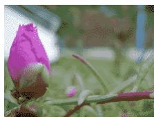 ADOBE DIRECTOR 11 - Filtre Matrice de convolution - 2