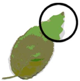 ADOBE FIREWORKS CS5 - A propos des graphiques vectoriels - 1