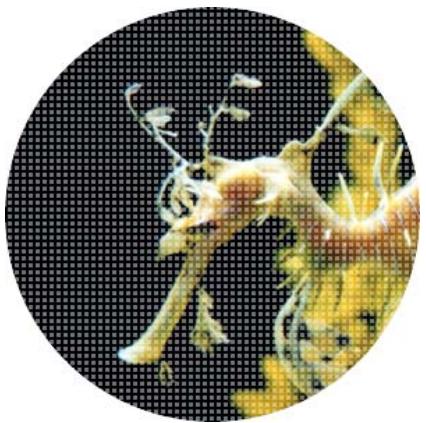 ADOBE FIREWORKS CS5 - Changement du mode d'application des masques - 3
