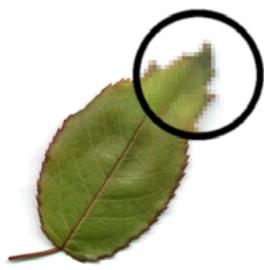 ADOBE FIREWORKS CS5 - A propos des graphiques bitmap - 1