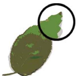 ADOBE FLASH CS3 - Graphiques vectoriels - 1