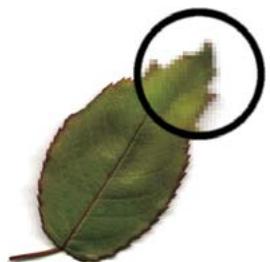 ADOBE FLASH CS3 - Graphiques bitmap - 1