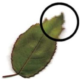 ADOBE FLASH CS4 - Graphiques bitmap - 1