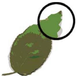 ADOBE FLASH CS4 - Graphiques vectoriels - 1