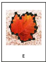 ADOBE INDESIGN CS3 - Recadrage d'un objet à l'aide d'un trace ou d'une couche alpha - 5