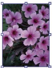 ADOBE INDESIGN CS3 - Redimensionnement d'objects - 3