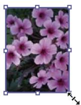 ADOBE INDESIGN CS3 - Redimensionnement d'objects - 1