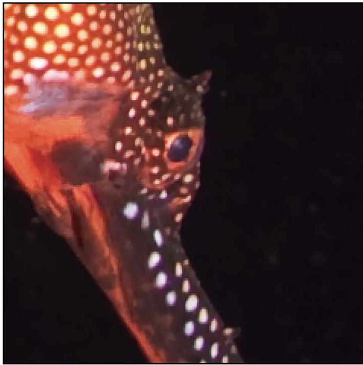 ADOBE LIGHTROOM 2 - Réduction du bruit de l'image - 1