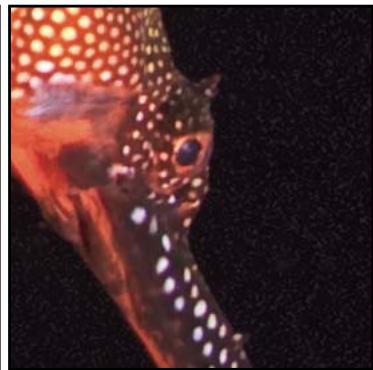 ADOBE LIGHTROOM 2 - Réduction du bruit de l'image - 2