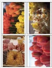 ADOBE LIGHTROOM 2 - Définition de la méthode de replissage des cellules d'image avec les photos - 3