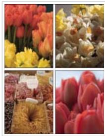 ADOBE LIGHTROOM 2 - Définition de la méthode de replissage des cellules d'image avec les photos - 2