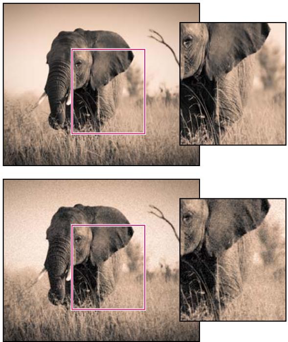 ADOBE LIGHTROOM 3 - Simulation du grain - 1