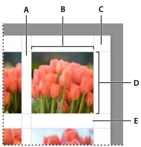 ADOBE LIGHTROOM 3 - Modification de la taille des cellules et des marges de page (disposition Une seule image/Planche contact) - 1