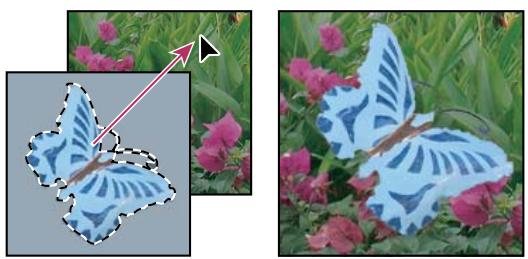 ADOBE PHOTOSHOP CS5 - Copied'une sélection par glisser-deposer - 1