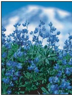 ADOBE PHOTOSHOP CS5 - Filtres Attenuation - 2