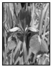 ADOBE PHOTOSHOP CS5 - Reproduction de l'aspect d'une teinte appliquée manuellement pour des éléments spécifique de l'image - 2