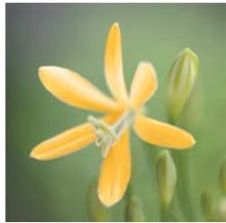 ADOBE PHOTOSHOP ELEMENTS 10 - Remplacement de couleurs dans une image - 2
