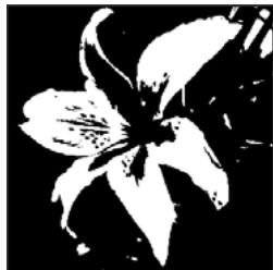 ADOBE PHOTOSHOP ELEMENTS 10 - Conversion d'une image en mode bitmap - 2