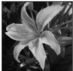 ADOBE PHOTOSHOP ELEMENTS 10 - Conversion d'une image en mode bitmap - 1