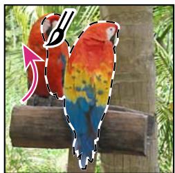 ADOBE PHOTOSHOP ELEMENTS 10 - Utilisation de l'outil forme de sélection - 2