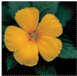 ADOBE PHOTOSHOP ELEMENTS 10 - Mémorisation, récapitulation ou suppression d'une sélection - 3