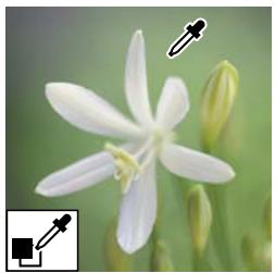 ADOBE PHOTOSHOP ELEMENTS 10 - Remplacement de couleurs dans une image - 3