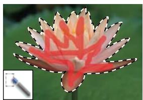 ADOBE PHOTOSHOP ELEMENTS 10 - Voir aussi - 7