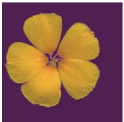 ADOBE PHOTOSHOP ELEMENTS 7.0 - Mémorisation, récapitulation ou suppression d'une sélection - 5