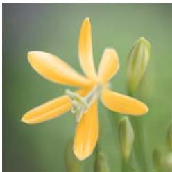 ADOBE PHOTOSHOP ELEMENTS 7.0 - Remplacement de couleurs dans une image - 2