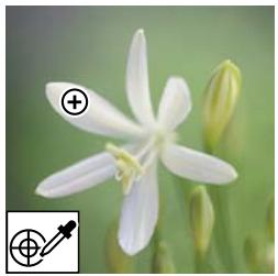 ADOBE PHOTOSHOP ELEMENTS 7.0 - Remplacement de couleurs dans une image - 1