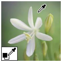 ADOBE PHOTOSHOP ELEMENTS 7.0 - Remplacement de couleurs dans une image - 3