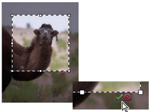 ADOBE PHOTOSHOP ELEMENTS 8 MAC - Recadrage d'une image - 2