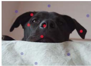 ADOBE PHOTOSHOP ELEMENTS 8 MAC - Utilisation de la fonction Extraction magique - 4