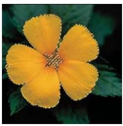 ADOBE PHOTOSHOP ELEMENTS 8 MAC - Mémorisation, récapération ou suppression d'une seLECTION - 1